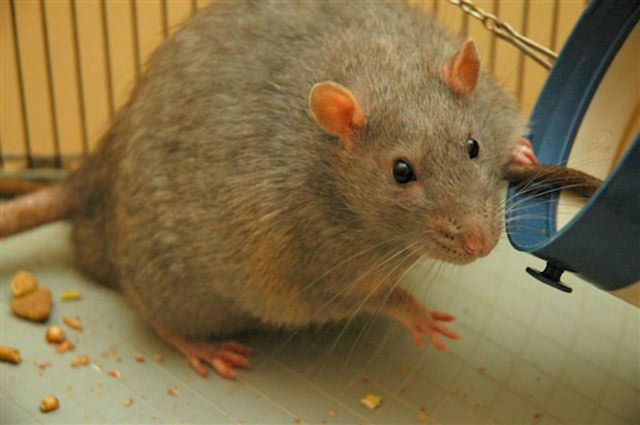 Крыса едва не погубила жительницу Австралии
