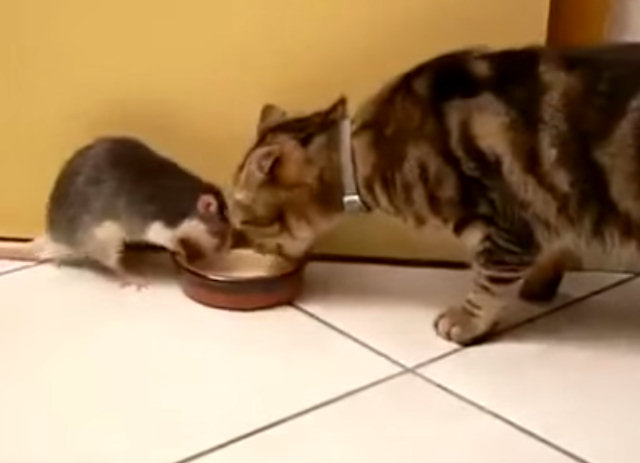 Крыса и кот едят из одной тарелки