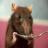 Крыса-сапер – умный и надежный товарищ человека