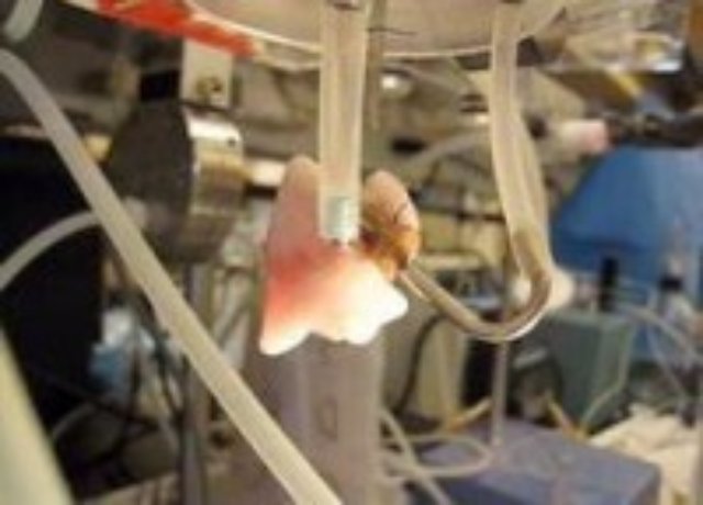 Крысе пересадили искусственные лёгкие