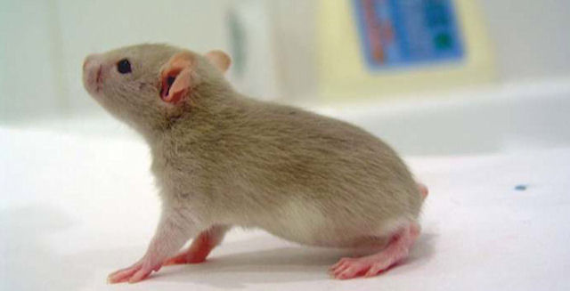 Уникальный случай - крысы родились без хвостов