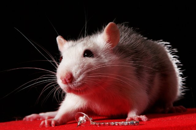 Крысы чувствительны к щекотке, - ученые