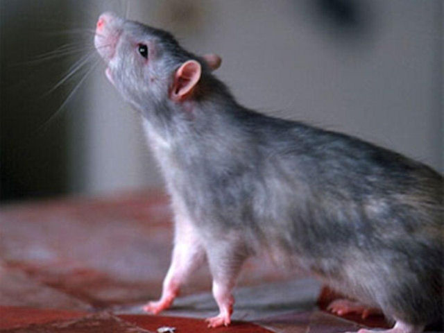 Крысы доказали, что физические нагрузки помогают избавиться от депрессии