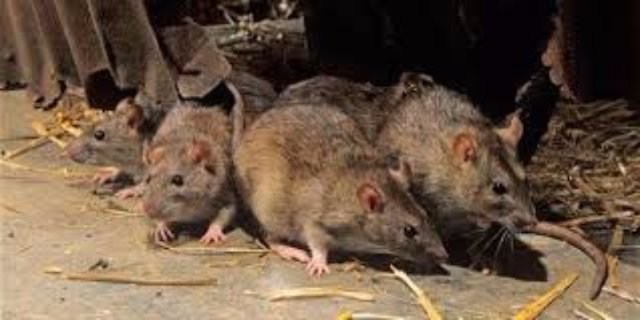 Крысы нападают на жителей Казани