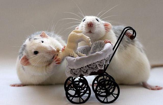 Крысы обладают человеческими чертами характера