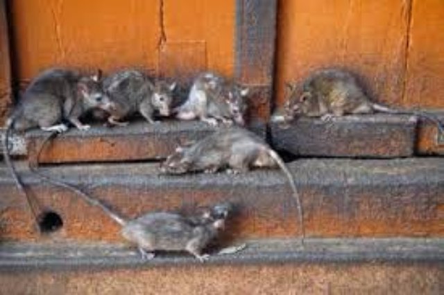 Крысы облюбовали посевы озимых культур в Твери