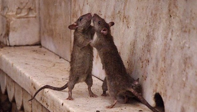 Крысы обожают человеческую кровь