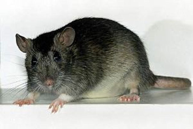 Крысы оставили без интернета жителей Шотландии
