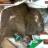 Крысы стали угрозой для жителей многоквартирных домов в Павлодаре