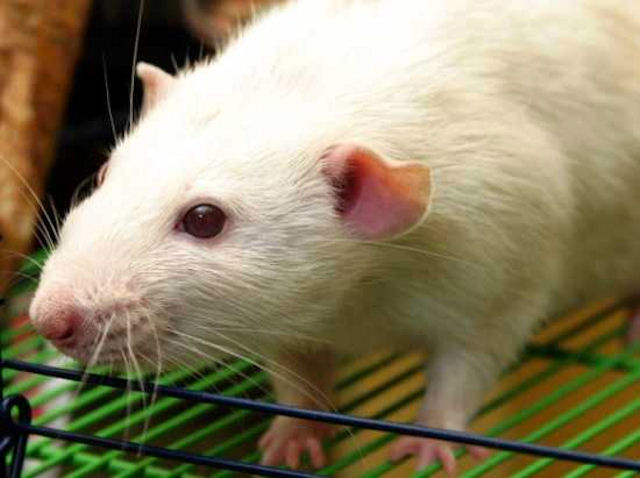 Крысы помогают выполнять работу по дому