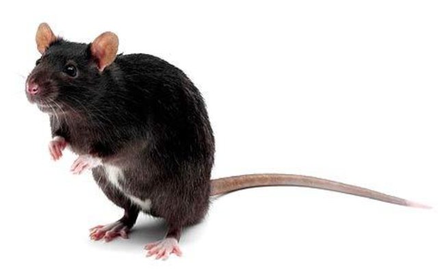 Крысы предпочитают спасение товарища шоколаду