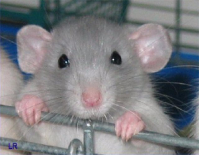 Крысы раскрыли тайну диеты Аткинса