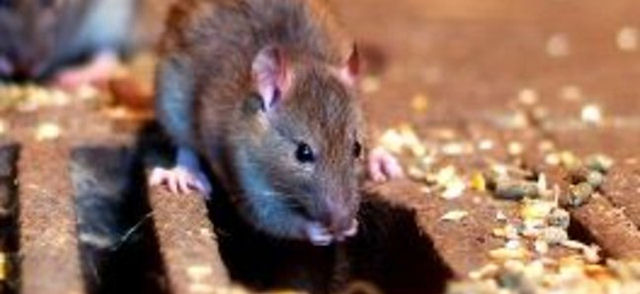 Крысы съели содержимое посылки, отправленной из Эстонии в Германию