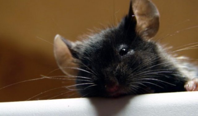 Крысы способны распознавать страдания своих сородичей