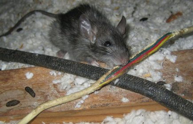 Крысы стали причиной короткого замыкания