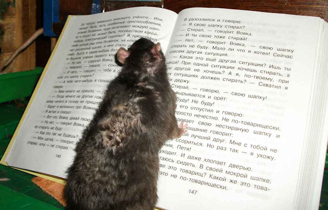 Крысы станут уничтожителями офисных бумаг