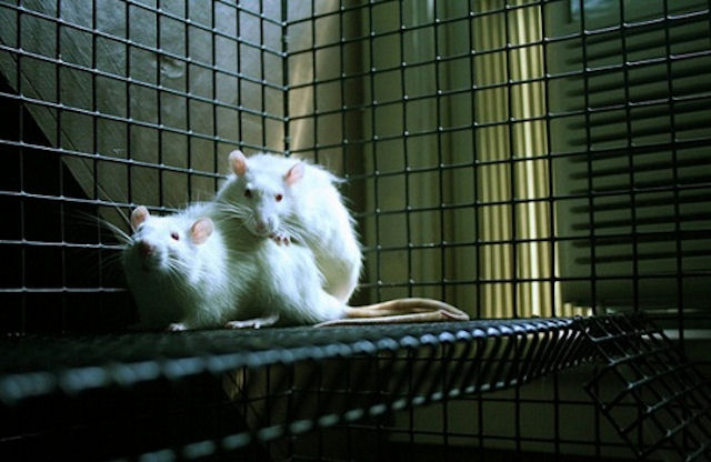 Крысы тоже умеют сопереживать