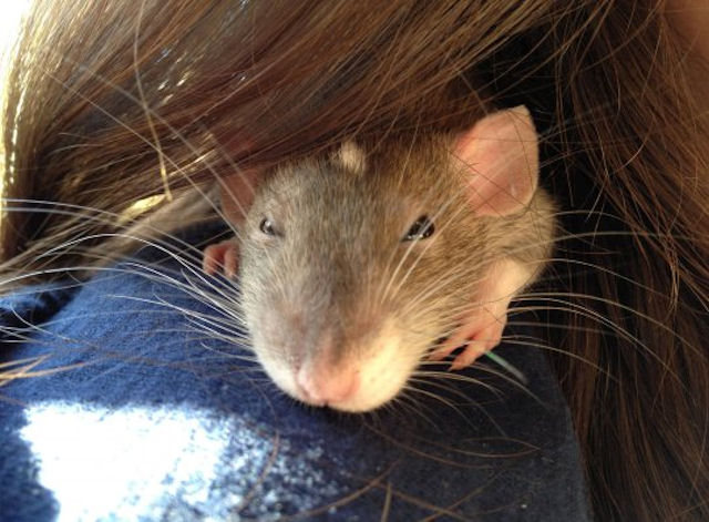 Крысы узнают социальный статус по запаху