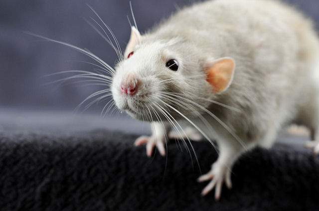 Крысы помогут человеку ориентироваться в виртуальной реальности