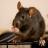 Новый вид крыс оказался невосприимчив к традиционным ядам