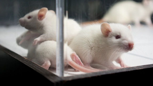 Лабораторные крысы атаковали деревню в Подмосковье