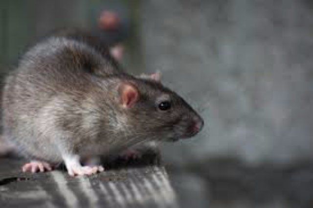 Мультфильмы и сказки расскажут о противоречивом характере крыс