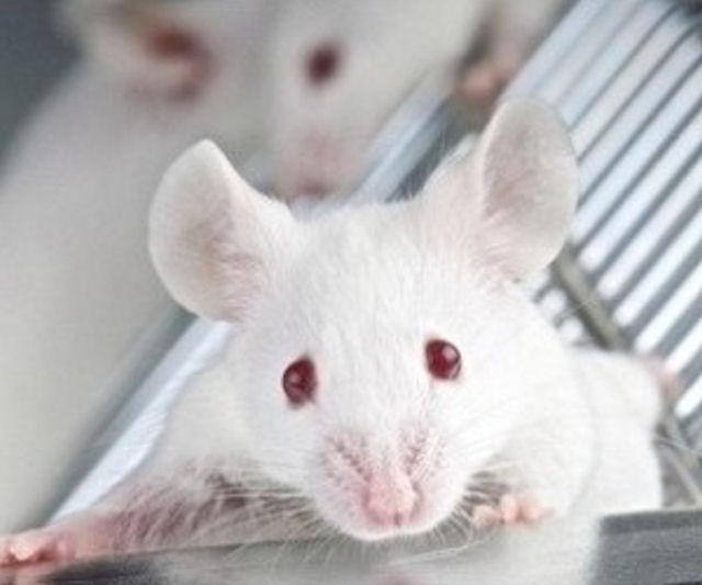 Мужской запах вызывает приступ паники у мышей и крыс