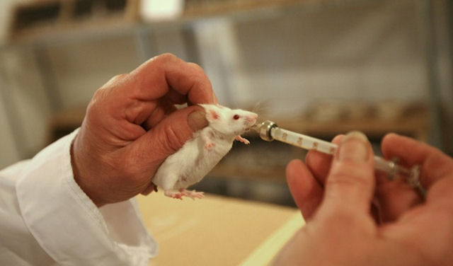 Мышам продлили жизнь и сделали их стройными путем удаления гена