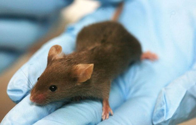 Мышей сделали умнее за счёт пересадки человеческого мозга