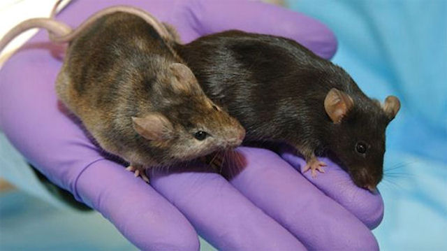 Мыши доказали, что черника снижает уровень холестерина