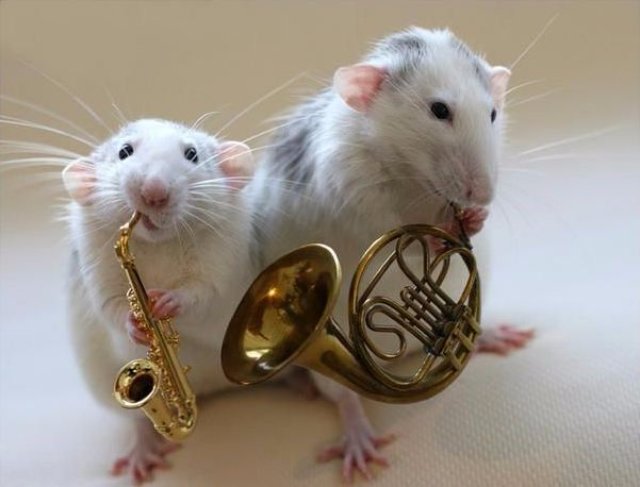 Мыши могут петь как птицы, - ученые