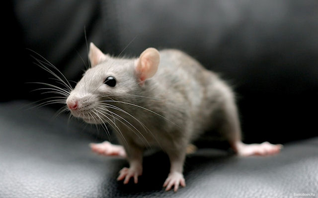 Мыши обладают способностью чувствовать страх