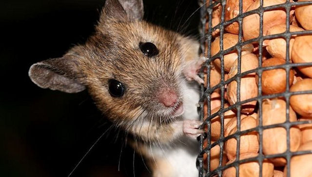 Мыши помечают территорию феромонами