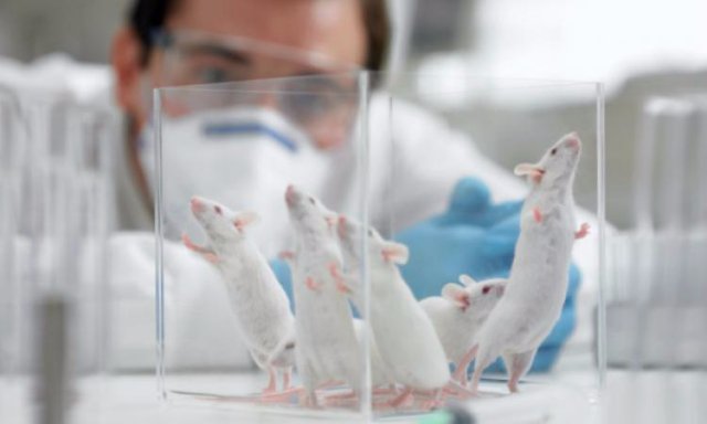 Мыши помогли найти ген, который отвечает за за шизофрению