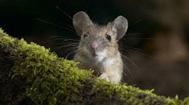 Мыши помогли ученым выявить гены, ответственные за патологическую лень