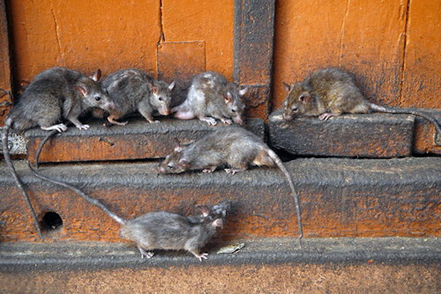 На автовокзале Екатеринбурга поселились крысы