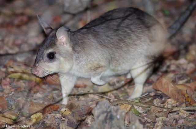 На Мадагаскаре живёт огромное количество различных мышей и крыс