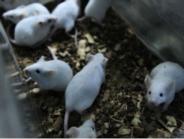 На остров Гуам завезли тысячи отравленных мышей