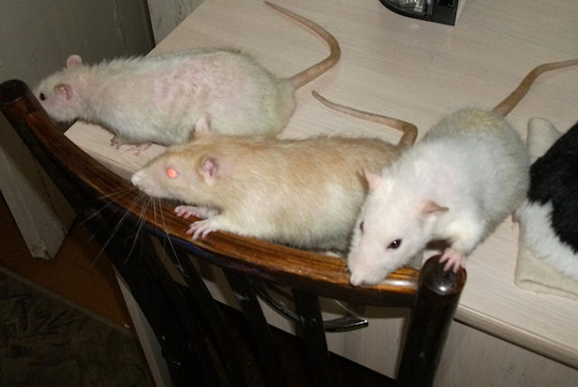 На сексуальное поведение самок крыс влияет обоняние