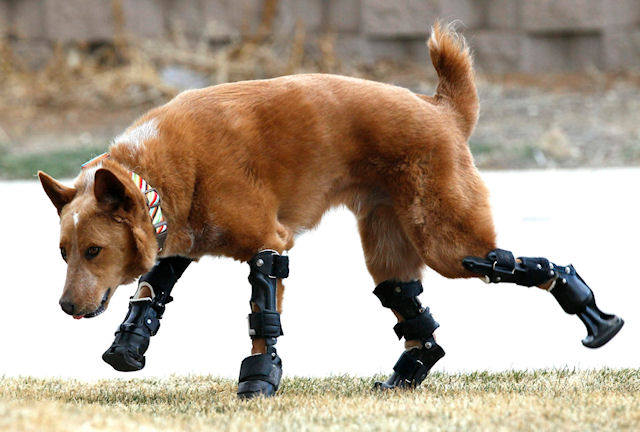 Накио стал первой собакой с четырьмя протезами лап
