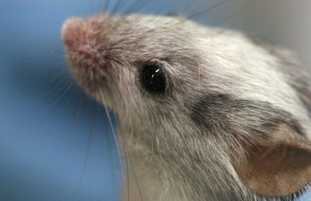 Немецкие ученые вылечили мышей от цветовой слепоты