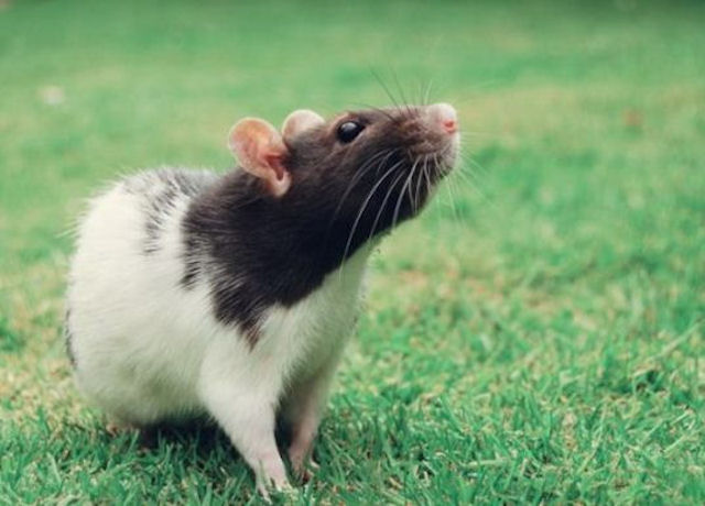 Новосибирские крысы заставили садоводов попотеть