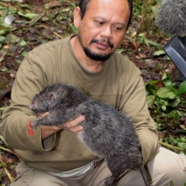 Новый вид гигантских крыс найден в Индонезии