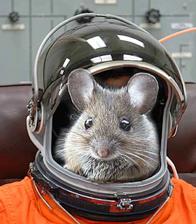 Обезьяна, кошка, кролик и мышь отправятся в космос