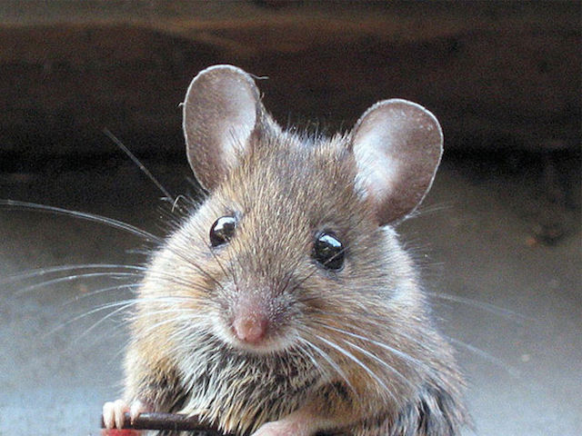Обиженный британец выбросил любимую крысу своей бывшей девушки