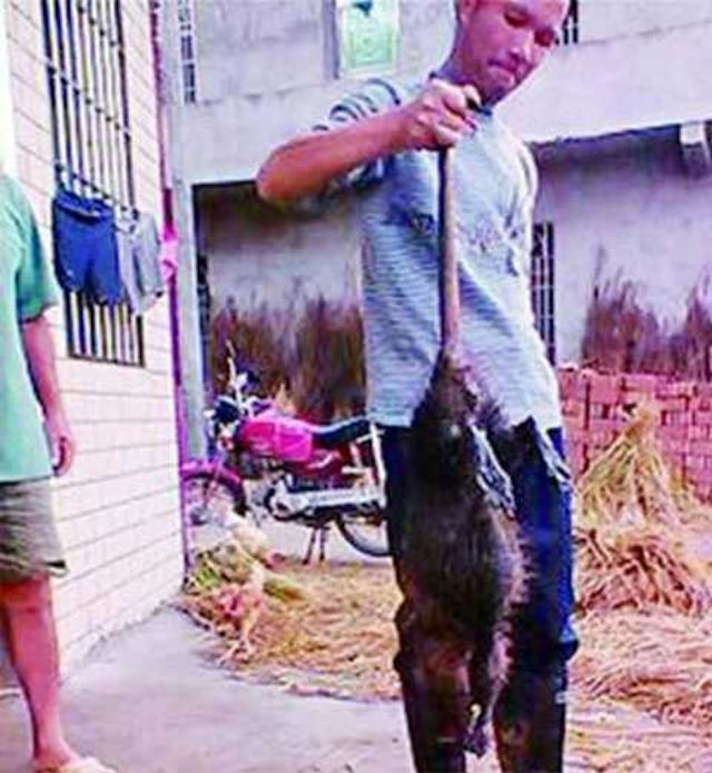 В Китае была поймана огромная толстокожая крыса