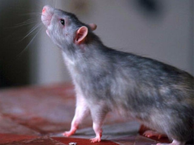 Омскую область атаковали крысы, которые заражены неизвестной болезнью