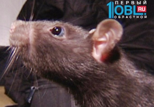 Первая в России крыса-сапёр работает в Челябинске