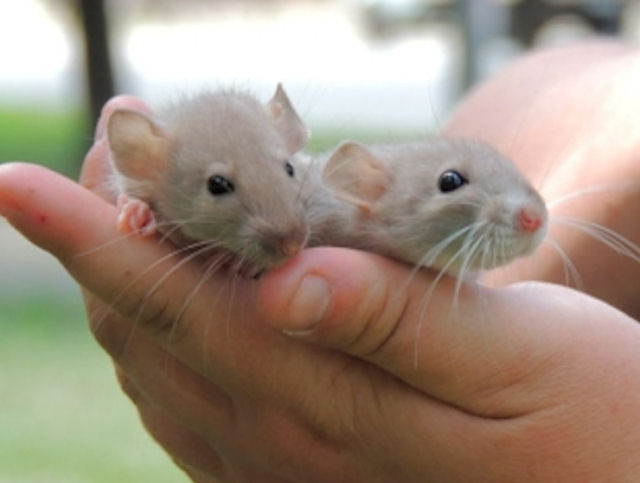 Полсотни крыс спасли от одиночества жительницу Киева