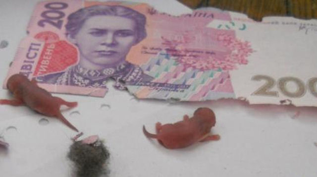 Украинские мыши пообедали банковскими купюрами
